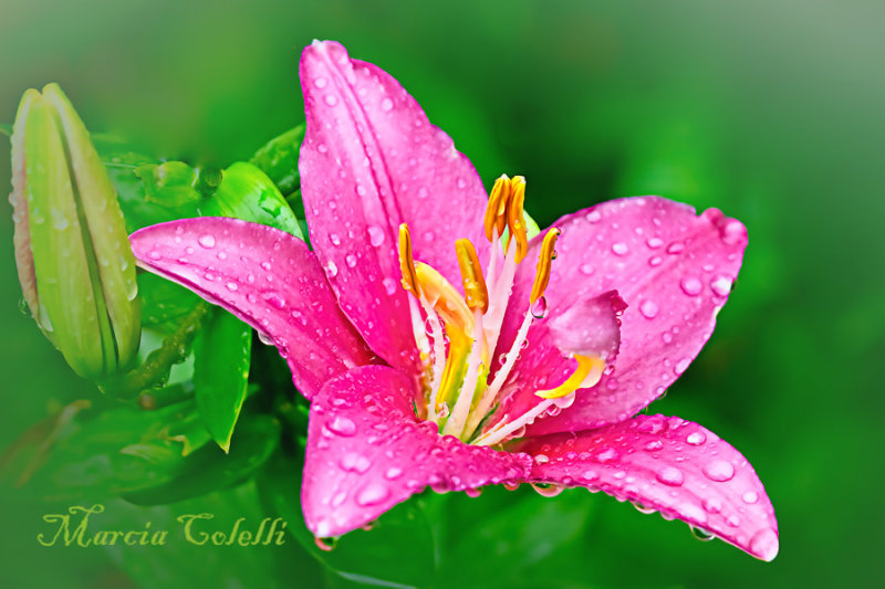 ASIATIC PINK LILY4259.jpg photo Marcia Colelli photos