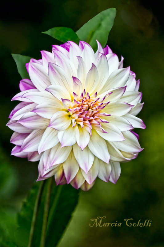 DAHLIA FERNCLIFF 5930.jpg