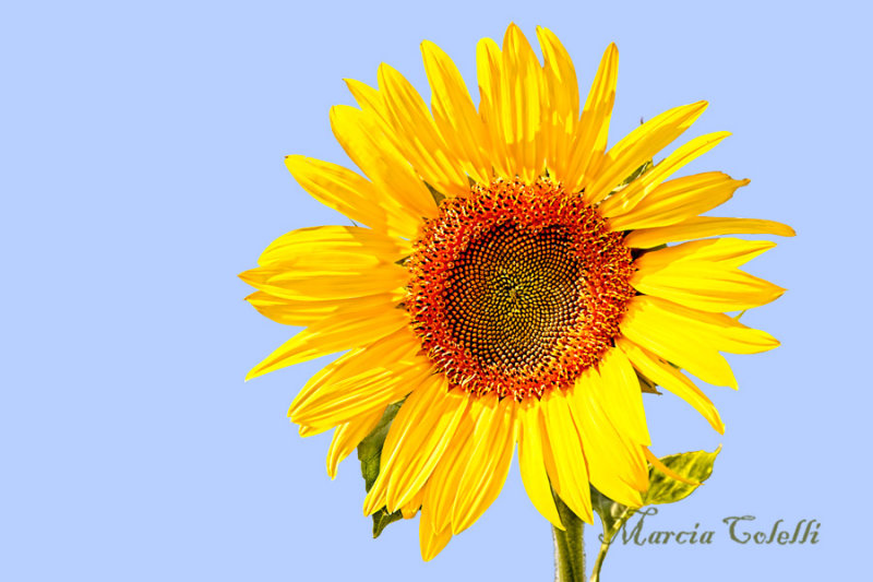 GOOD MORNING-4695.jpg