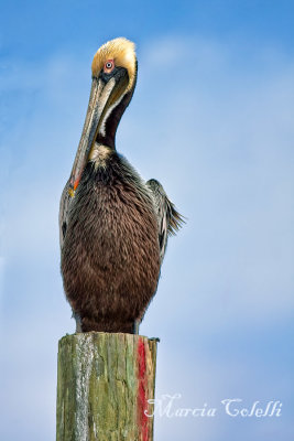 ADULT BROWN PELICAN_6615.jpg