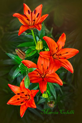 RED ASIATIC LILY_1078.jpg