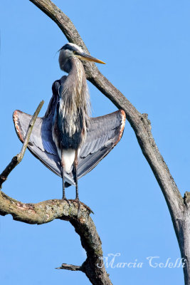 GREAT BLUE HERON SUNNING_3568.jpg