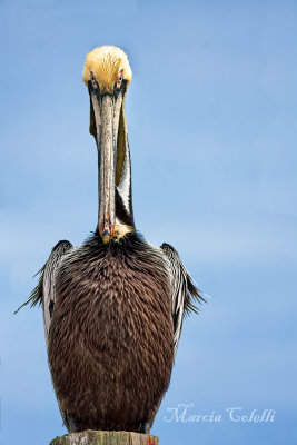 BROWN PELICAN_6619.jpg