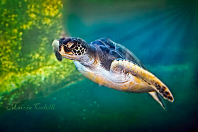 SEA TURTLE 0312.jpg