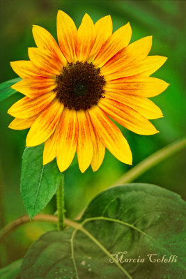 SUNFLOWER 3644.jpg