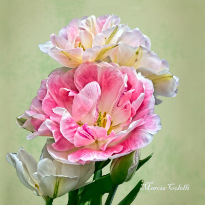 DOUBLE PINK AND WHITE TULIPS-2204.jpg