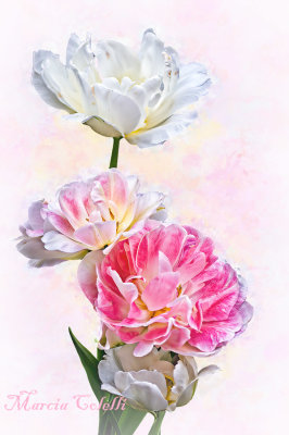 DOUBLE PINK AND WHITE TULIPS-2206.jpg