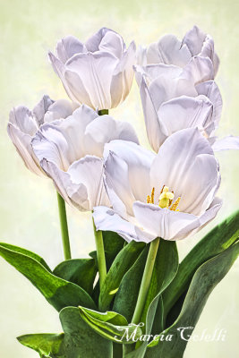 White-tulips-autumn-var-2899.jpg