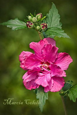 HIBISCUS AND ROSE OF SHARON