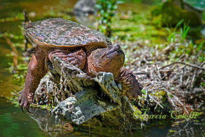 SNAPPING TURTLE_6536.jpg
