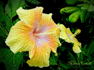 YELLOW HIBISCUS 5889a .jpg