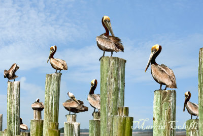 PELICANS-4918.jpg