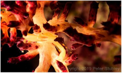 Squat lobster on a soft coral.