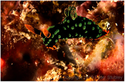 Nembrotha kubaryana (nudibranch).