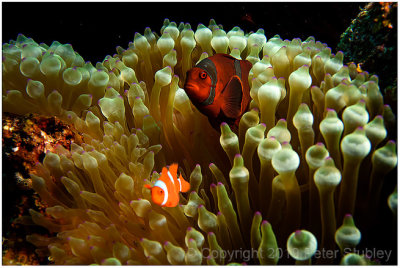 Spinecheek anemonefish.