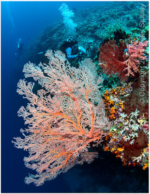 Gorgonian coral.