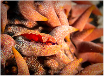 Emperor shrimp on a sea cucumber.