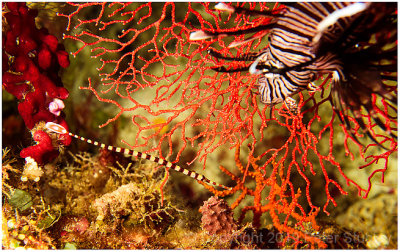 Banded pipefish (with photo-bombing lion fish).