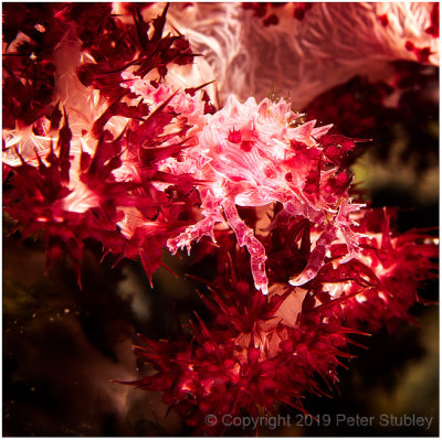 Candy crab on soft coral.