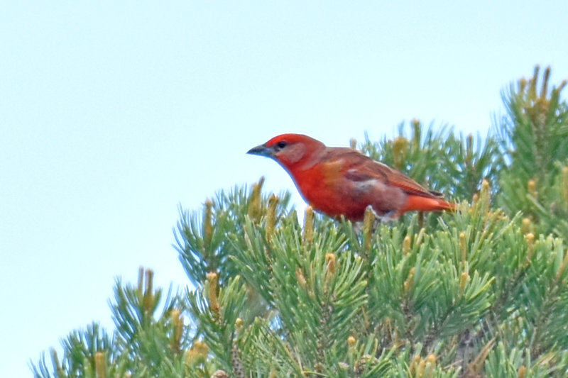 Hepatic Tanager, Male