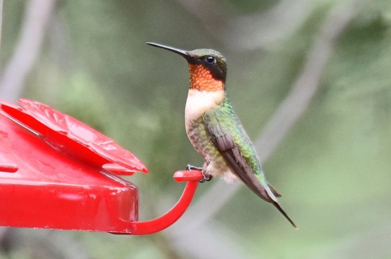 Ruby-throated Hummingbird, Male