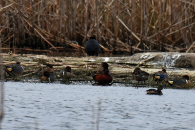 Cinnamon Teal, Drake Alternate Plumage with Green-winged Teal