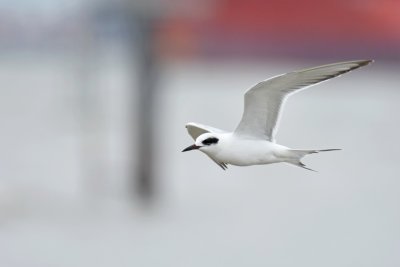 Forsters Tern, Basic Plumage
