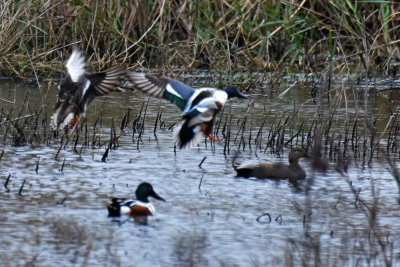 Northern Shovelers, Hen and Drake, Alternate Plumage