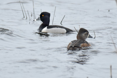 Ring-necked Duck, Drake and Hen Alternate Plumage