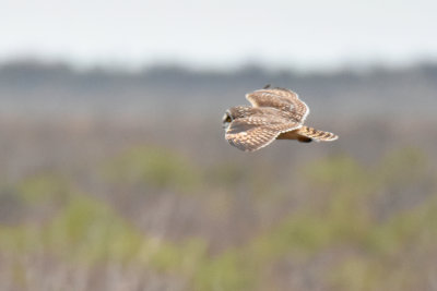 Short-eared Owl, Female