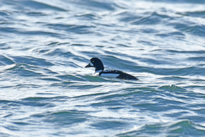 Barrow's Goldeneye