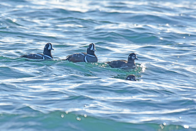 Harlequin Duck, Hen and Drakes