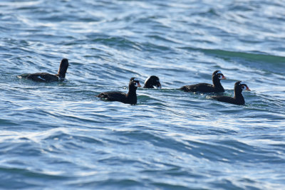 White-winged and Surf Scoters, Drakes