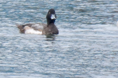 Greater Scaup, Drake