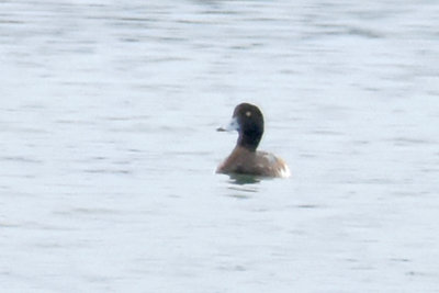 Greater Scaup, Drake