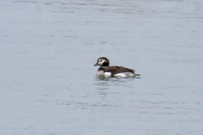 Long-tailed Duck, Drake