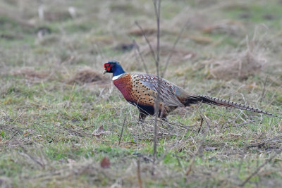 Ring-necked Pheasant, Male