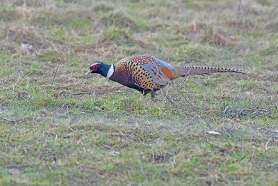 Ring-necked Pheasant, Male