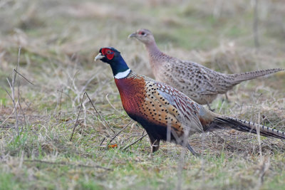 Ring-necked Pheasants, Male and Female