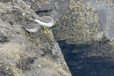 Rock Sandpipers and Surfbird