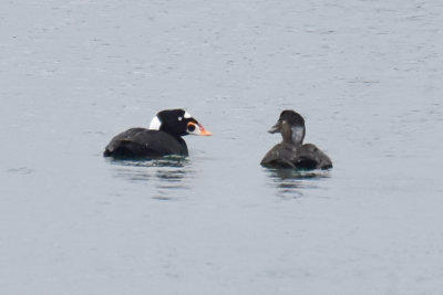 Surf Scoters, Drake and Hen