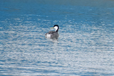 Western Grebe