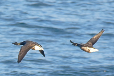 Black Brant