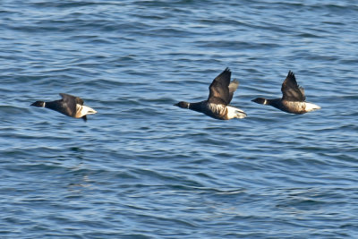 Black Brant