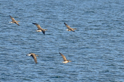 Black Brant