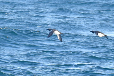 Common Murres, Alternate Plumage