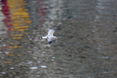 Ring-billed Gull, 1st Cycle