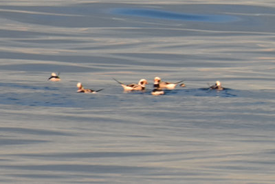 Long-tailed Ducks, Drakes