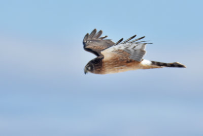 Northern Harrier, Female