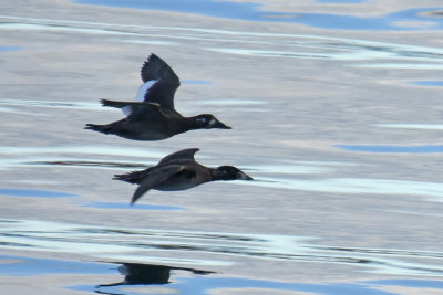 White-winged and Surf Scoters
